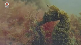 VIDEO Stațiunile de pe litoralul românesc, protejate de o câmpie subacvatică artificială: soluția împotriva algelor și eroziunii